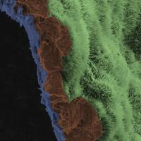 A scanning electron micrograph image shows a polarized RPE monolayer on a biodegradable scaffold. The image is colored to highlight the scaffold in blue, three RPE cells (brown), and the apical processes of cells in RPE monolayer are light green.