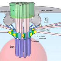 Individual cilia grow from the basal body of a cell with assistance from distal and subdistal appendages (Credit: Shobi Veleri, Ph.D., National Eye Institute)