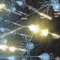 Artist's rendering of neural activity in the retina. Light that enters the eye activates rod and cone photoreceptors, which in turn activate retinal ganglion cells. Signals travel to the brain via retinal ganglion cell axons. Photo credit: National Eye Institute.