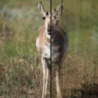 A pronghorn antelope in the Grand Teton National Park captured by a DSLR camera using the image stabilization function (left). The image on the right was artificially blurred to simulate one’s vision without the work of direction-sensitive ganglion cells. Photo is courtesy of Lu O. Sun, Johns Hopkins Medicine.