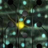 Chichilnisky and colleagues used an electrode array to record activity from retinal ganglion cells (yellow and blue) and feed it back to them, reproducing the cells' responses to visual stimulation. Credit: E.J. Chichilnisky, Stanford.