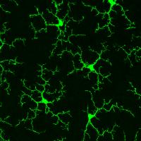 Field of green microglia on black background