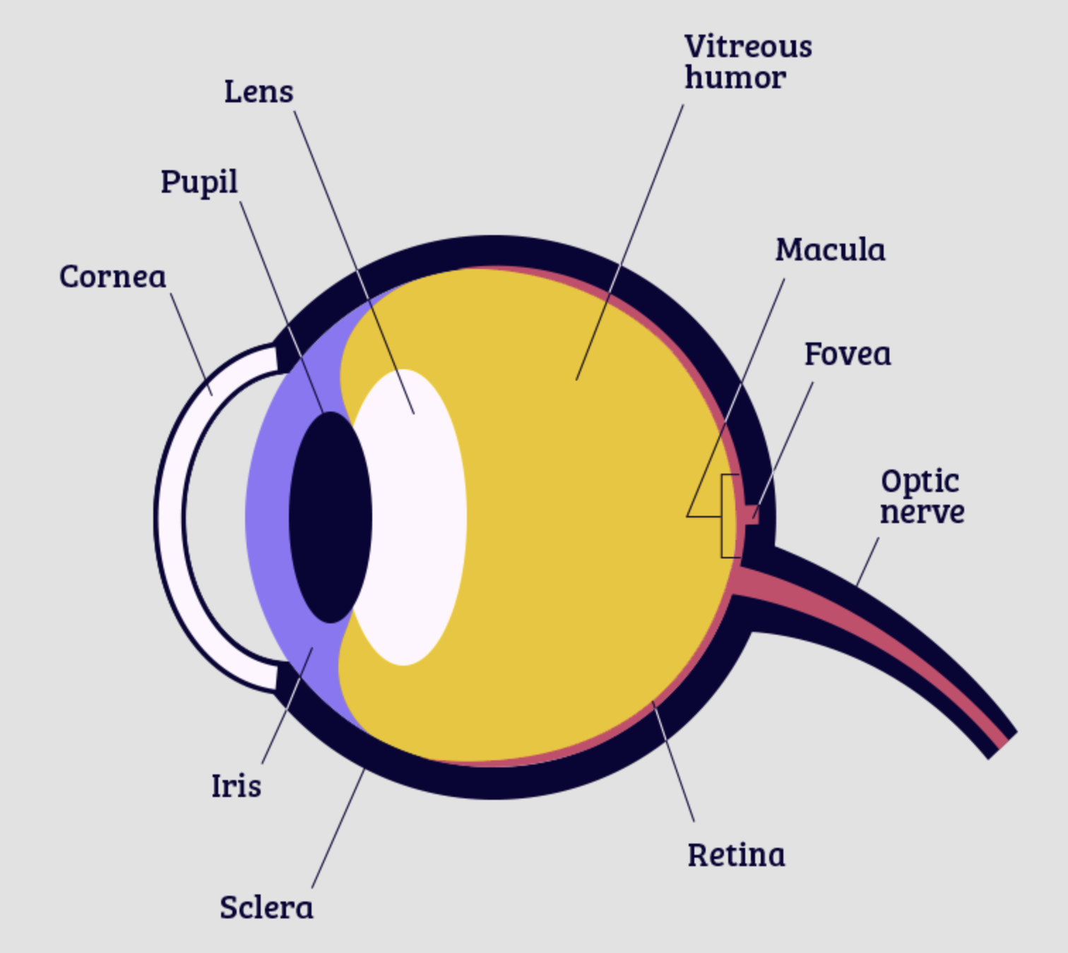 Eye diagram — side view.